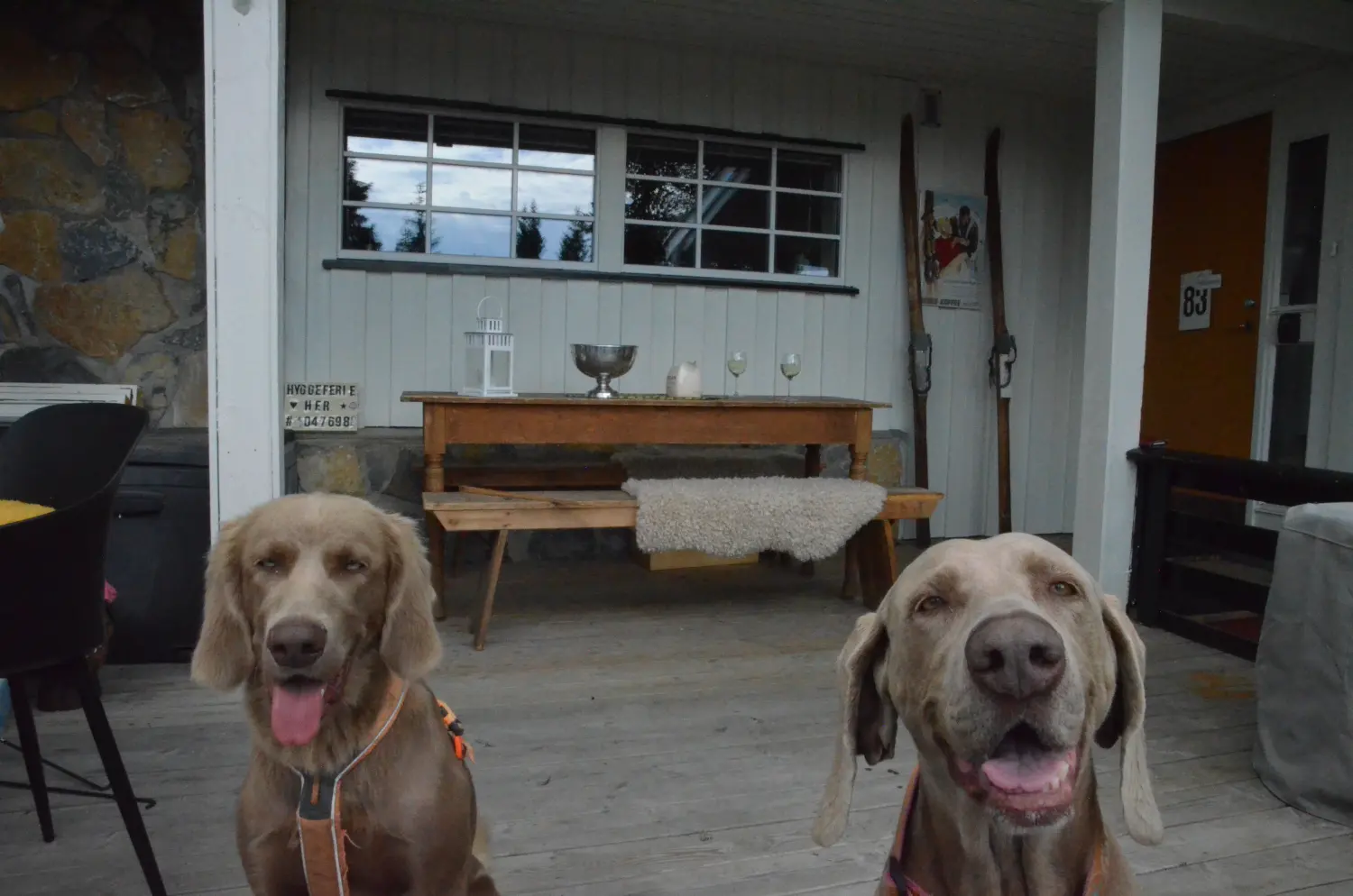 Hunde in Hygge Hytte