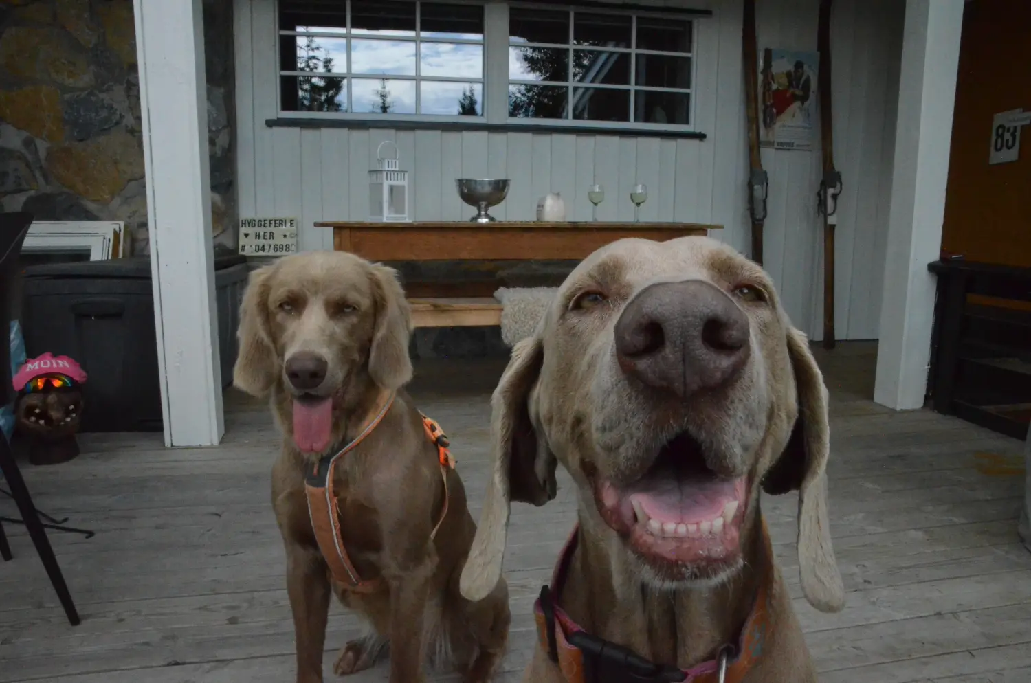 Hunde in Hygge Hytte